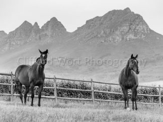 Two horses standing with a vineyard and the Helderberg Mountain behind