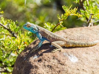 Colourful Lizzard sitting on a rock in the morning sun