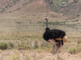 Ostrich it in the veld