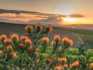 Pin Cushion Flowers looking toward Cape Town at Ernie Els Wines