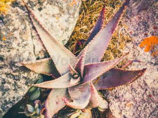 Small plant growing between the rocks