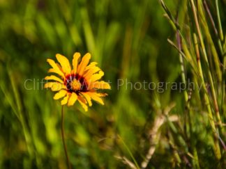 Yellow little daisy in a field