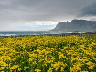 A Bed of Flowers with a mountain in the distance