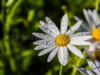 A closeup of a small white flower