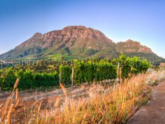 Stellenbosch Vineyards looking toward a majestic mountain