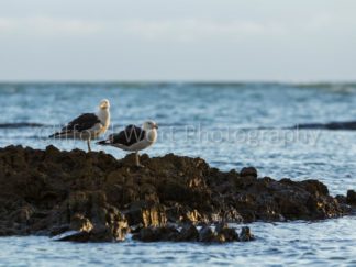Two seagulls sitting on a rock
